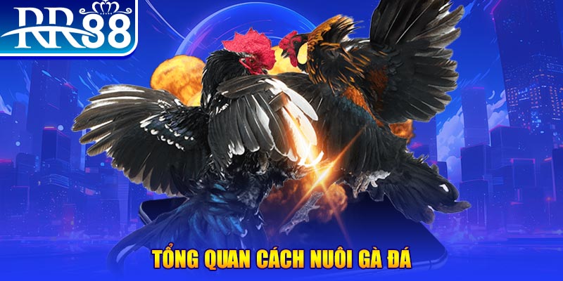 halo88 xổ số thứ ba