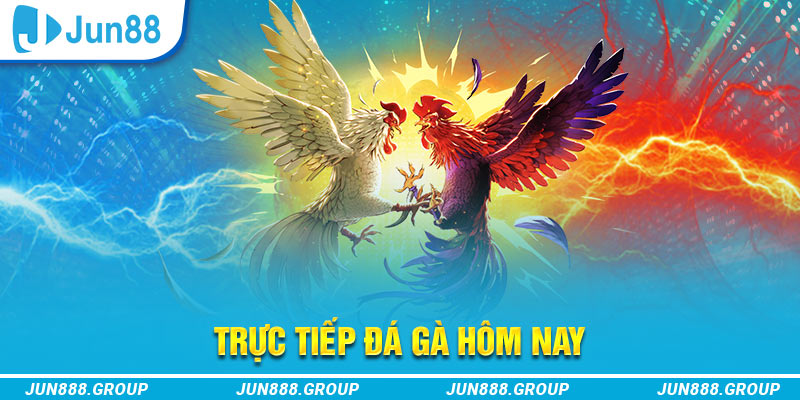 halo88 trực tiếp đá gà thomo