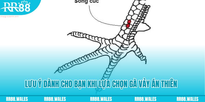 halo88 xổ số khánh hòa