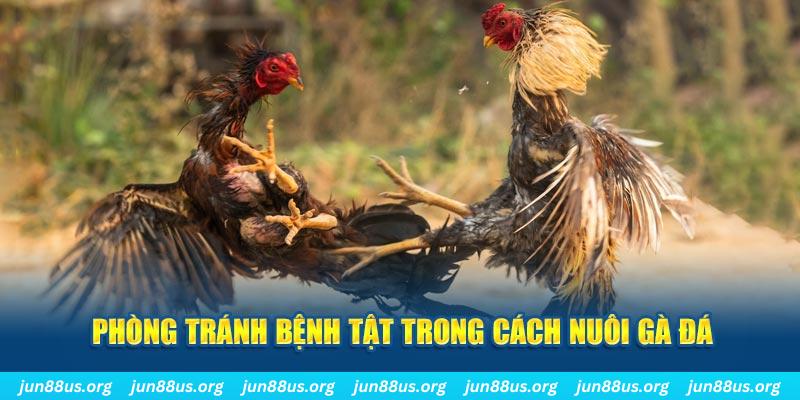 halo88 natural” trong baccarat nghĩa là gì？